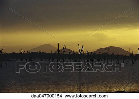 Dead trees standing in lake, silhouetted against golden twilit sky, Sri Lanka View Large Photo Image Picture - Dead trees standing in lake, silhouetted against golden twilit sky, Sri Lanka. Fotosearch