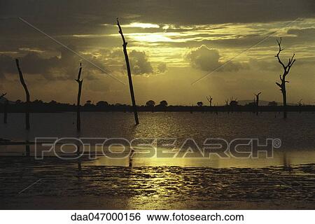 Stock Photograph - Dead trees standing in lake, silhouetted against golden sky, Sri Lanka. Fotosearch