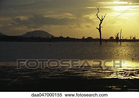 Dead trees standing in lake, silhouetted against golden sky, Sri Lanka View Large Photo Image Stock Photography - Dead trees standing in lake, silhouetted against golden sky, Sri Lanka. Fotosearch