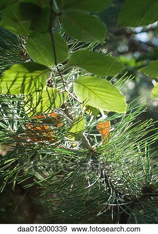 Stock Photo - Deciduous and evergreen branches. Fotosearch