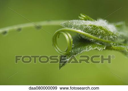 Delicate tendril curled on leaf View Large Photo Image Stock Photo - Delicate tendril curled on leaf. Fotosearch