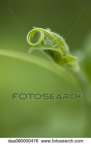Delicate tendril curled on leaf View Large Photo Image Stock Photograph - Delicate tendril curled on leaf. Fotosearch