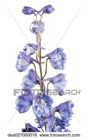 Delphinium in flower View Large Photo Image Stock Photograph - Delphinium in flower. Fotosearch