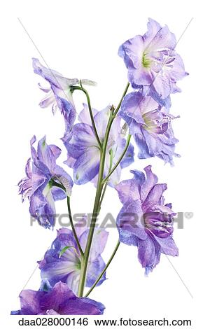 Delphinium View Large Photo Image Stock Photograph - Delphinium. Fotosearch