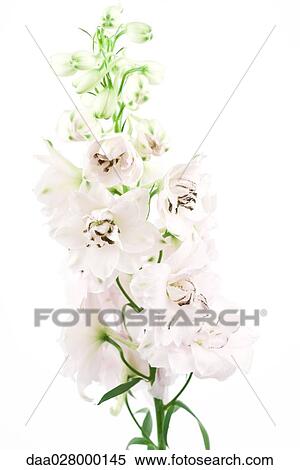 Delphinium View Large Photo Image Stock Photography - Delphinium. Fotosearch