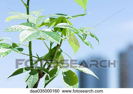 Detail of small potted tree, leaves and branches View Large Photo Image Stock Image - Detail of small potted tree, leaves and branches. Fotosearch