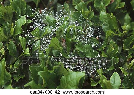 Dew-covered web on tea plant, Japan View Large Photo Image Stock Image - Dew-covered web on tea plant, Japan. Fotosearch