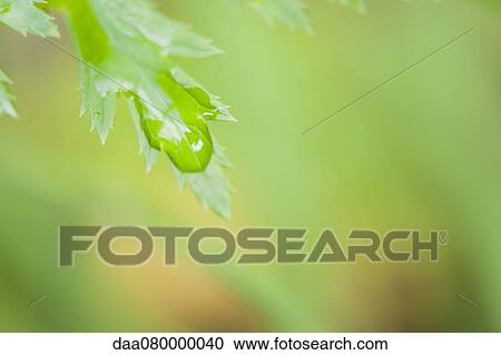 Dew drop on leaf View Large Photo Image Stock Image - Dew drop on leaf. Fotosearch