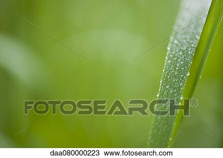 Dew droplets on blade of grass View Large Photo Image Stock Image - Dew droplets on blade of grass. Fotosearch