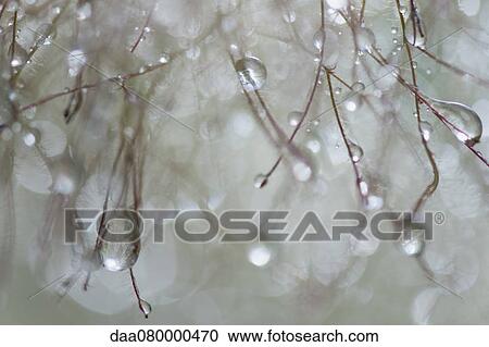 Stock Image - Dew droplets on smoketree, close-up. Fotosearch
