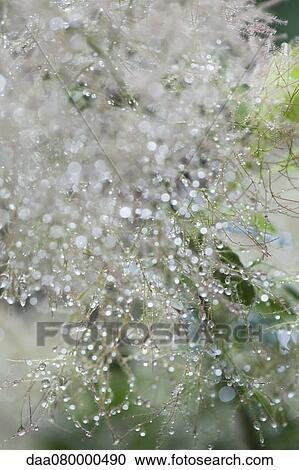 Stock Image - Dew droplets on smoketree, close-up. Fotosearch