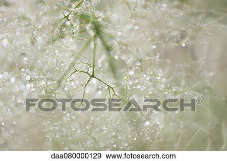Dew droplets on smoketree, close-up View Large Photo Image Stock Photo - Dew droplets on smoketree, close-up. Fotosearch