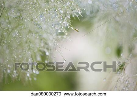 Stock Photo - Dew droplets on smoketree, close-up. Fotosearch
