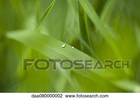 Dew drops on blade of grass View Large Photo Image Stock Image - Dew drops on blade of grass. Fotosearch