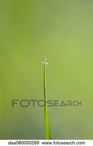 Dew drops on blade of grass View Large Photo Image Stock Photo - Dew drops on blade of grass. Fotosearch