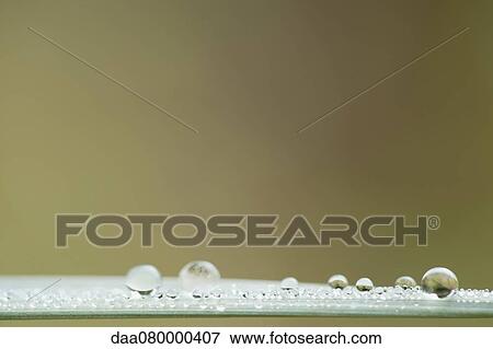Dew drops on blade of grass View Large Photo Image Stock Photo - Dew drops on blade of grass. Fotosearch