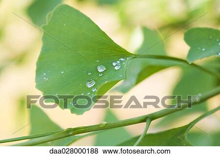 Dew drops on ginkgo leaf, close-up View Large Photo Image Stock Photo - Dew drops on ginkgo leaf, close-up. Fotosearch