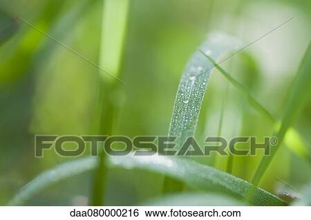 Stock Photograph - Dew drops on grass. Fotosearch