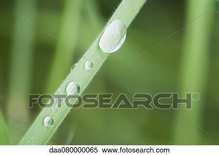 Stock Photography - Dew drops on grass. Fotosearch