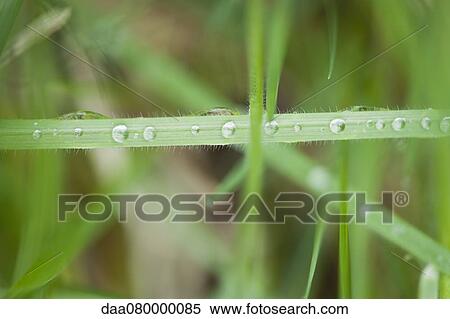 Stock Photography - Dew drops on grass. Fotosearch