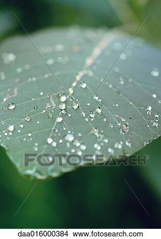 Picture - Dew drops on leaf, close-up. Fotosearch