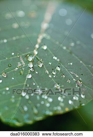 Dew drops on leaf, close-up View Large Photo Image Stock Image - Dew drops on leaf, close-up. Fotosearch