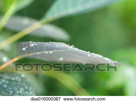Dew drops on leaf, close-up View Large Photo Image Stock Photo - Dew drops on leaf, close-up. Fotosearch