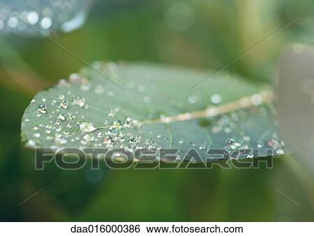 Dew drops on leaf, close-up View Large Photo Image Stock Photograph - Dew drops on leaf, close-up. Fotosearch