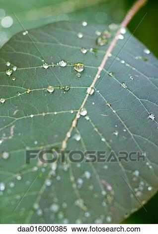 Stock Photography - Dew drops on leaf, close-up. Fotosearch