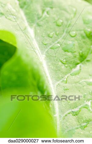 Stock Photo - Dew drops on leaf, extreme close-up. Fotosearch