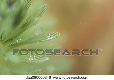 Stock Photograph - Dew drops on parrotfeather plant (Myriophyllum aquaticum). Fotosearch
