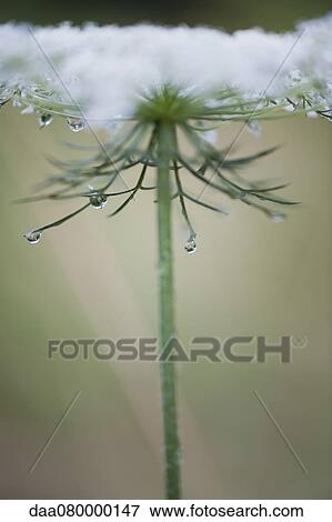 Dew drops on Queen Anne's lace flower View Large Photo Image Stock Photo - Dew drops on Queen Anne's lace flower. Fotosearch