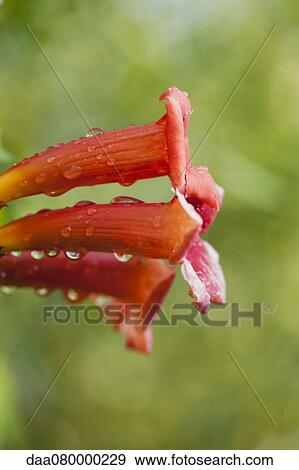 Dew drops on trumpet vine flowers View Large Photo Image Stock Photo - Dew drops on trumpet vine flowers. Fotosearch