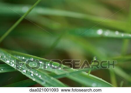 Stock Image - Dew on blades of grass, close-up. Fotosearch