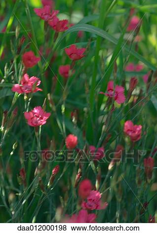 Dianthus View Large Photo Image Stock Photo - Dianthus. Fotosearch