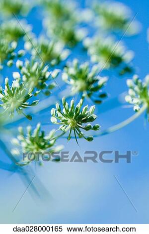 Stock Photography - Dill plant, close-up of seeds. Fotosearch