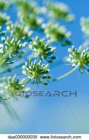 Dill View Large Photo Image Stock Photography - Dill. Fotosearch