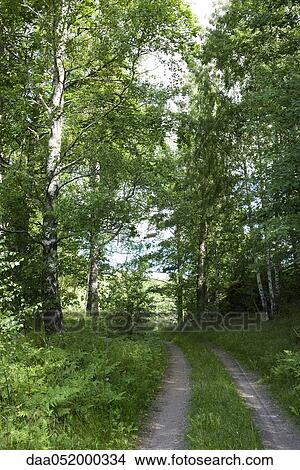 Picture - Dirt road leading through woods. Fotosearch