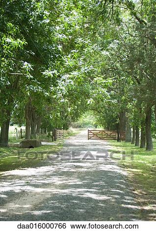Stock Photograph - Dirt road lined with trees. Fotosearch