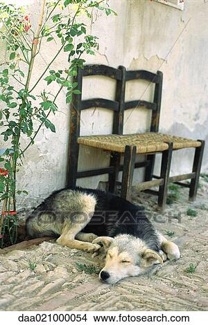 Dog sleeping on patio View Large Photo Image Picture - Dog sleeping on patio. Fotosearch