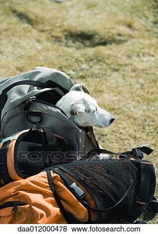 Dog sticking head out of backpack on ground View Large Photo Image Stock Photo - Dog sticking head out of backpack on ground. Fotosearch