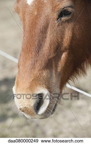 Donkey, close-up View Large Photo Image Stock Photo - Donkey, close-up. Fotosearch