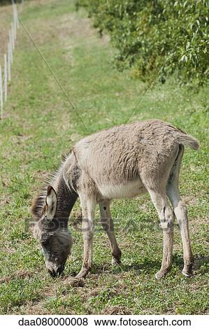 Donkey foal grazing in pasture View Large Photo Image Stock Photo - Donkey foal grazing in pasture. Fotosearch