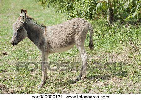 Donkey foal View Large Photo Image Stock Image - Donkey foal. Fotosearch