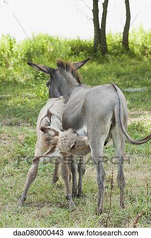 Donkey foal suckling View Large Photo Image Stock Image - Donkey foal suckling. Fotosearch