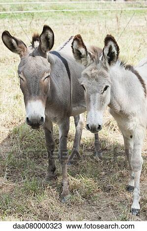 Donkeys standing side by side View Large Photo Image Stock Image - Donkeys standing side by side. Fotosearch