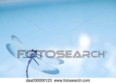 Stock Image - Dragonfly, close-up. Fotosearch