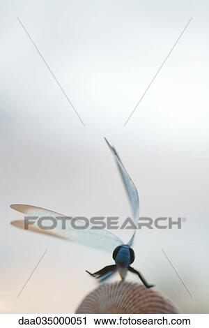 Stock Image - Dragonfly on seashell, close-up. Fotosearch