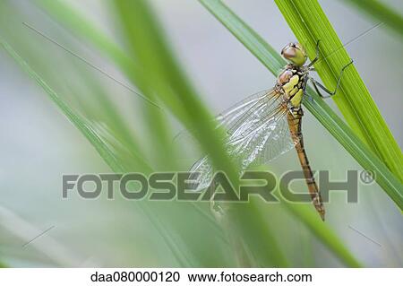 Dragonfly perching on blade of grass View Large Photo Image Stock Image - Dragonfly perching on blade of grass. Fotosearch