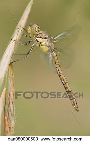 Dragonfly perching on plant View Large Photo Image Stock Image - Dragonfly perching on plant. Fotosearch